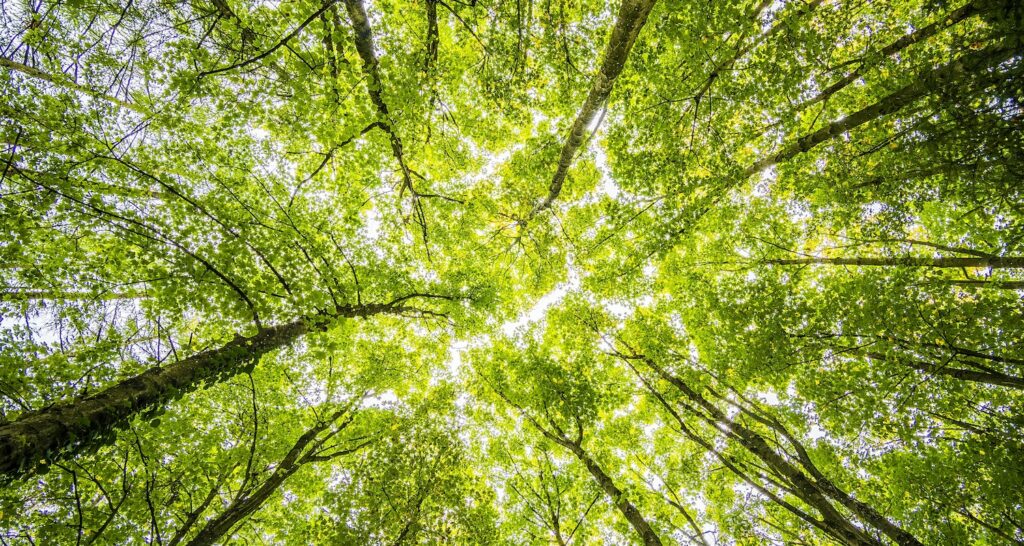 Corporate Sustainability Reporting Directive